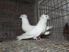 White Bombay baby pair 0 Por